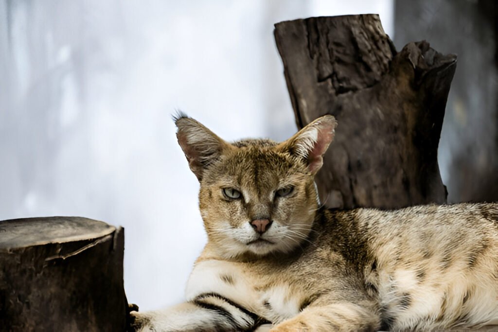 zoo img (1)