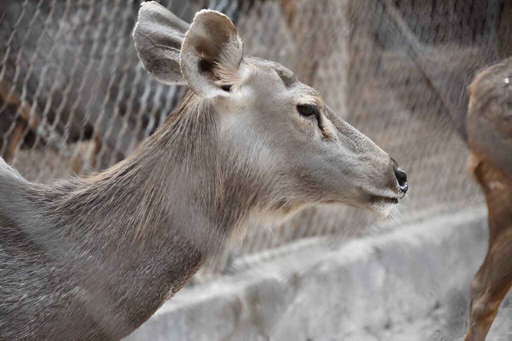 zoo img (4)